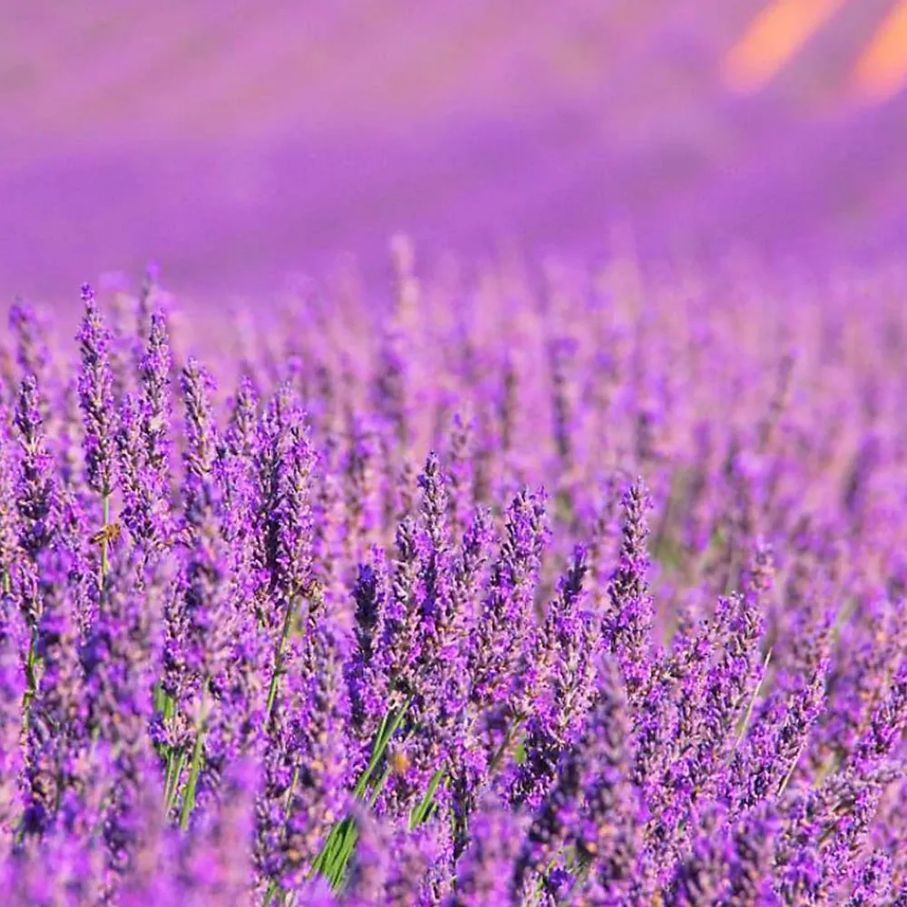 Mamamanuela Pack économique 2x Parfum pour lampe catalytique 200ml : Arôme Lavender Expression. Profitez plus longtemps votre parfum préféré* Désodorisant Et Parfum D'Ambiance