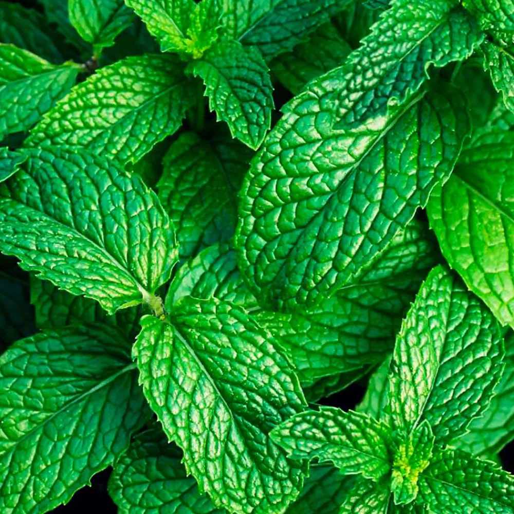 Parfum Mountain Mint pour lampe catalytique (200 ml) - Élimine les mauvaises odeurs, parfume et nettoie l'environnement>Mamamanuela Online